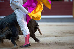 At Las Ventas, the bullfighting stadium of the Spanish capital Madrid, during the festival of San Isidro, the bullfighter Gabriel Picazo used his capote to make the bull pass tightly across his body